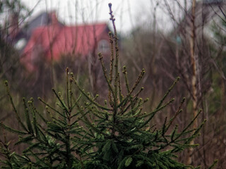 Young Christmas tree in the field of spring