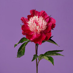 Beautiful red peony with a light center isolated on a purple background.; 