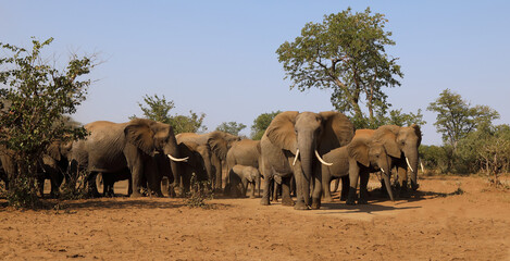 Obraz premium Afrikanischer Elefant / African elephant / Loxodonta africana.