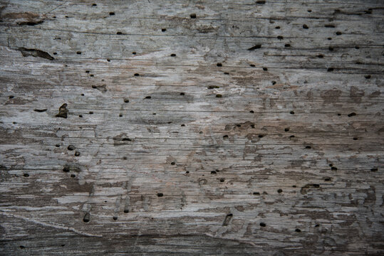 The texture of wood eaten by insects. Holes, the moves of insects.Background, texture