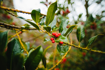 Red berries grow on a tree