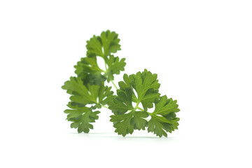 Closeup of organic parsley leaf on white background