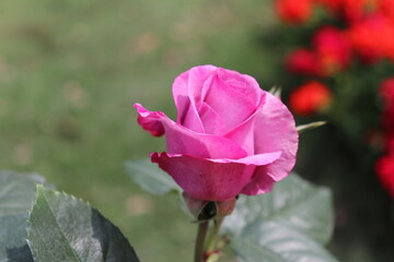 Close up view of pink rose in a garden with blurred background