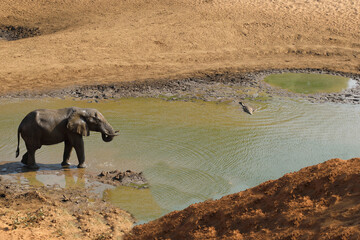 Afrikanischer Elefant und Nilkrokodil / African elephant and Nile Crocodile / Loxodonta africana et...