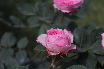 Close up view of pink rose in a garden with blurred background