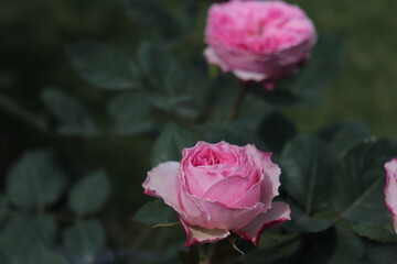 Close up view of pink rose in a garden with blurred background
