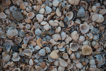 Texture of various shells. Small shells, background