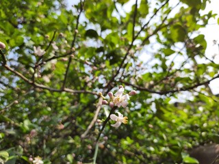 Sweet lemon flower in the India, Citrus limetta flower, orange flowers.