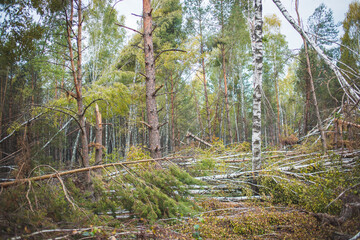 Windbreak in the forest in autumn. Trees lie on the ground after a hurricane.