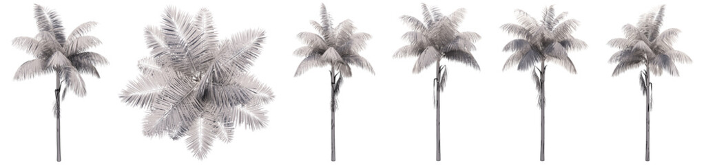 Set or collection of drawings of Palm trees isolated on white background . Concept or conceptual 3d illustration for nature, ecology and conservation, strength and endurance, force and life