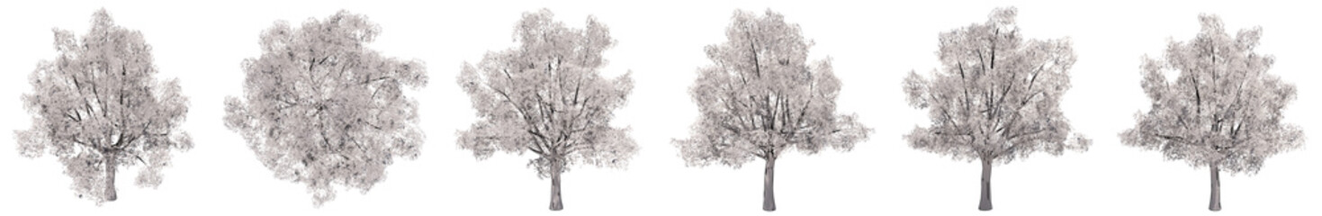 Set or collection of drawings of Oak trees isolated on white background . Concept or conceptual 3d illustration for nature, ecology and conservation, strength and endurance, force and life