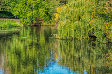 Fototapeta na wymiar A duck taking off from a pond among trees being reflected on the water. A bird flying over a lake in Orstedsparken (Orsted park) conveys freedom, liberty and privilege concept - Copenhagen, Denmark