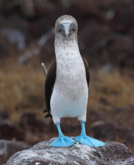 Blue-footed Booby, Sula nebouxii