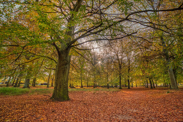 Jaegersborg Dyrehave in Autumn. A colorful foliage dominates the natural, stress free scene in a forest. The sunbeams peeping through the leaves bring mental relaxation or relief - Copenhagen, Denmark