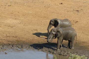Afrikanischer Elefant im Mphongolo River/ African elephant in Mphongolo River / Loxodonta africana