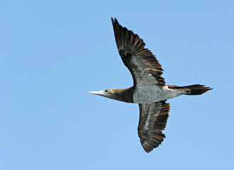 Fototapeta premium Brown Booby, Sula leucogaster