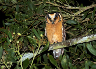 Buff-fronted Owl, Aegolius harrisii
