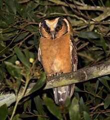 Buff-fronted Owl, Aegolius harrisii
