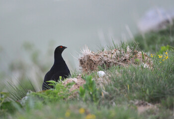 Caucasian Black Grouse, Lyrurus mlokosiewiczi
