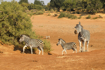 Obraz premium Steppenzebra / Burchell's zebra / Equus burchellii