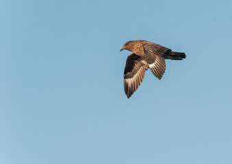 Obraz premium Great Skua, Stercorarius skua
