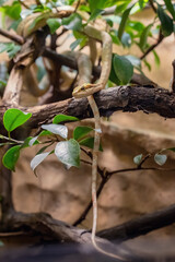 Savanna vine snake (Thelotornis capensis)