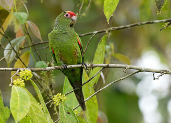 El Oro Parakeet, Pyrrhura orcesi