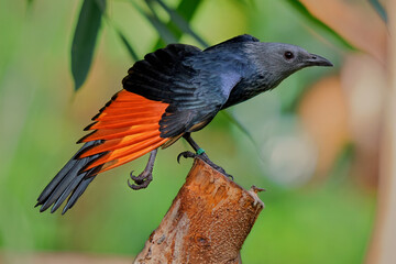 Red-winged starling (Onychognathus morio)