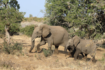Fototapeta premium Afrikanischer Elefant / African elephant / Loxodonta africana.