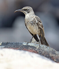 Hood Mockingbird, Mimus macdonaldi