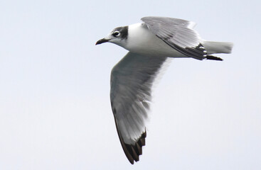 Franklin's Gull, Leucophaeus pipixcan