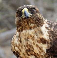 Galapagos Hawk, Buteo galapagoensis