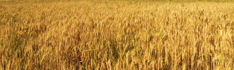 harvest organic wheat field ears golden nature landscape