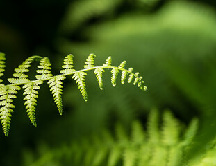 Fern leaf in the forest.