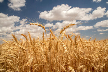 Ripe ears of wheat field at sunset rays of sunshine, close-up macro. 