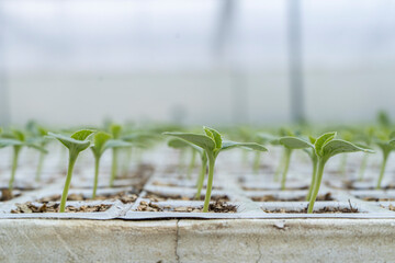 Agricultural seedbed with poinsettias and tomatoes