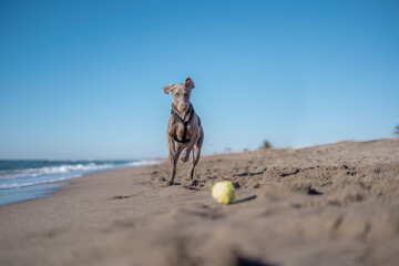 Weimaraner, weimaraner puppy, playing with a tennis ball on the beach