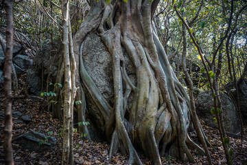 Huge tree roots growing on a large stone