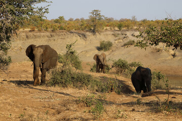 Fototapeta premium Afrikanischer Elefant / African elephant / Loxodonta africana