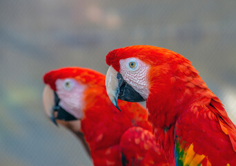 scarlet macaw ,Ara macao