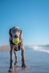 Weimaraner, weimaraner puppy, playing with a tennis ball on the beach
