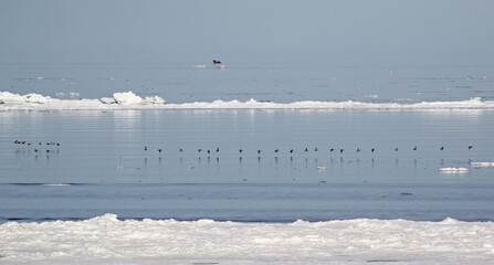 King Eider, Somateria spectabilis