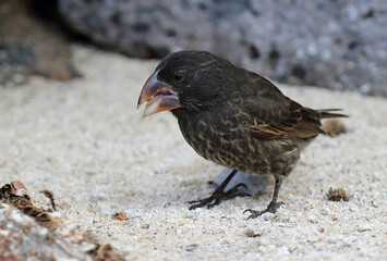Large Ground Finch, Geospiza magnirostris