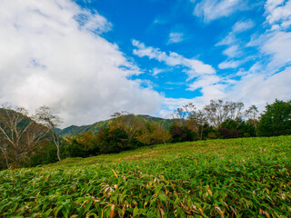 Fototapeta premium Autumnal trees and a bamboo bush (Tochigi, Japan)