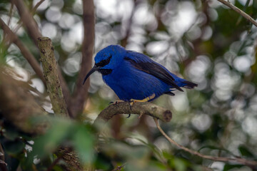 yellow-legged honeycreeper