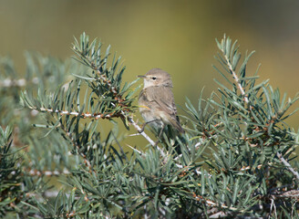 Eastern Chiffchaff, Phylloscopus sindianus