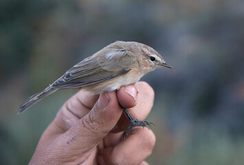Eastern Chiffchaff, Phylloscopus sindianus