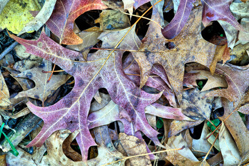 Autumn leaves in forest