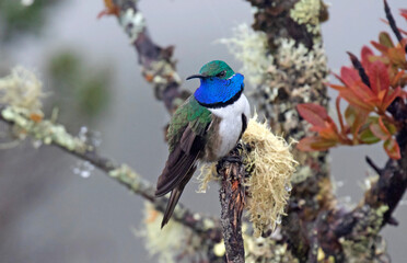 Blue-throated Hillstar, Oreotrochilus cyanolaemus