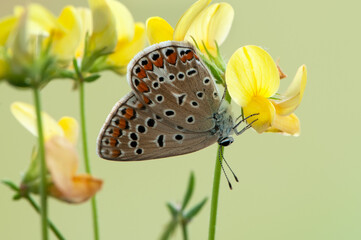 The common blue butterfly Polyommatus icarus  on a glade on a summer day on a  field flower